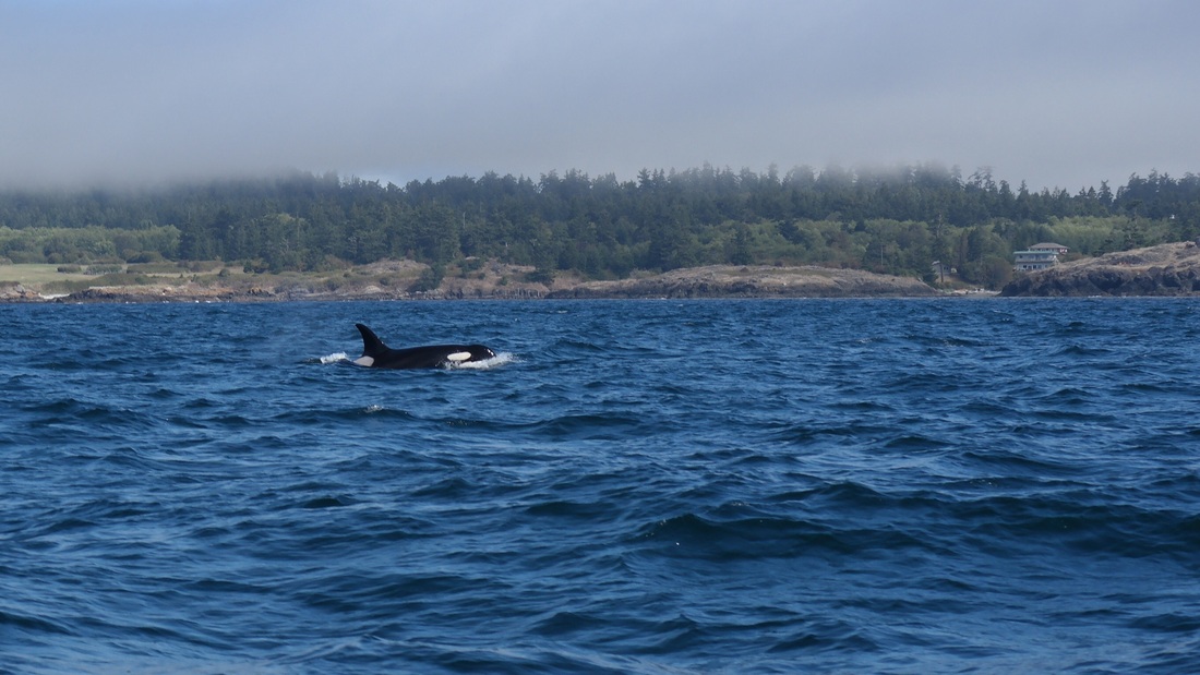 orca whale watching in Victoria BC